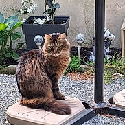 Gribouille a rejoint le concours — aidez-le/la à gagner de superbes lots ! cat, tabby, outdoor, garden, plant, flower, gravel, platform, pole, decorative_light, brown, feline, pet, sitting, fluffy, nature, animal, leaves, background, calm