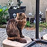 cat, tabby, outdoor, garden, plant, flower, gravel, platform, pole, decorative_light, brown, feline, pet, sitting, fluffy, nature, animal, leaves, background, calm
