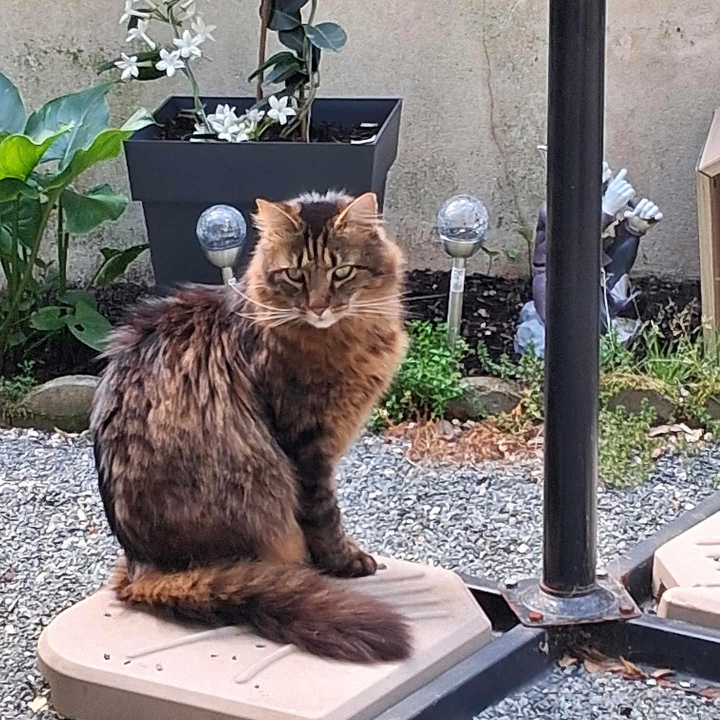 Gribouille a rejoint le concours — aidez-le/la à gagner de superbes lots ! cat, tabby, outdoor, garden, plant, flower, gravel, platform, pole, decorative_light, brown, feline, pet, sitting, fluffy, nature, animal, leaves, background, calm