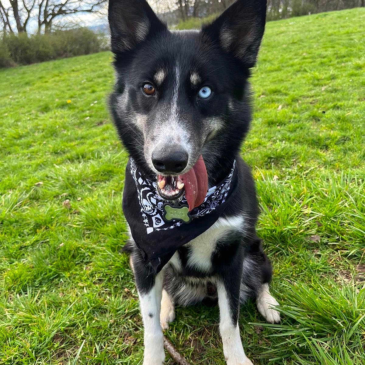 Loki joined the competition — help win amazing prizes! accessories, animal, bandana, canine, dog, field, grass, grassland, green, headband, husky, nature, outdoors, park, pet, plant, puppy, strap, whitedog, yard