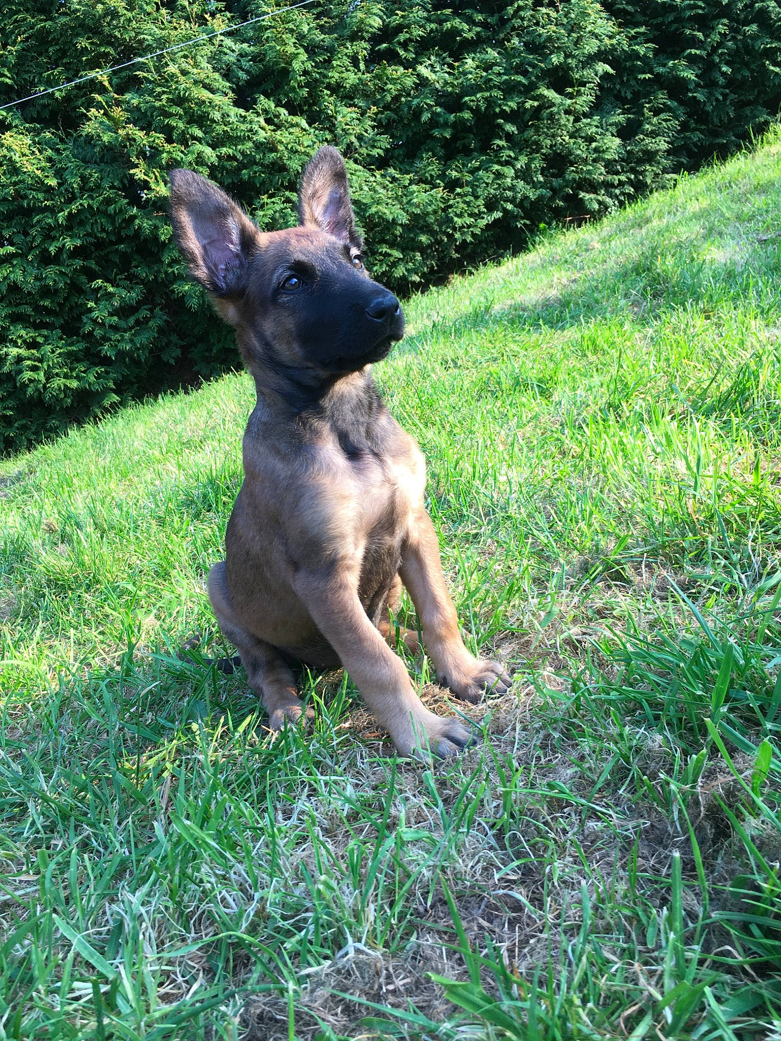 Nessa participe au concours pour gagner de l'argent avec cette photo : american_hairless_terrier, canidae, carnivore, dog, dog_breed, fawn, grass, mammal, mexican_hairless_dog, non_sporting_group, peruvian_hairless_dog, plant, rare_breed_dog, snout, vertebrate