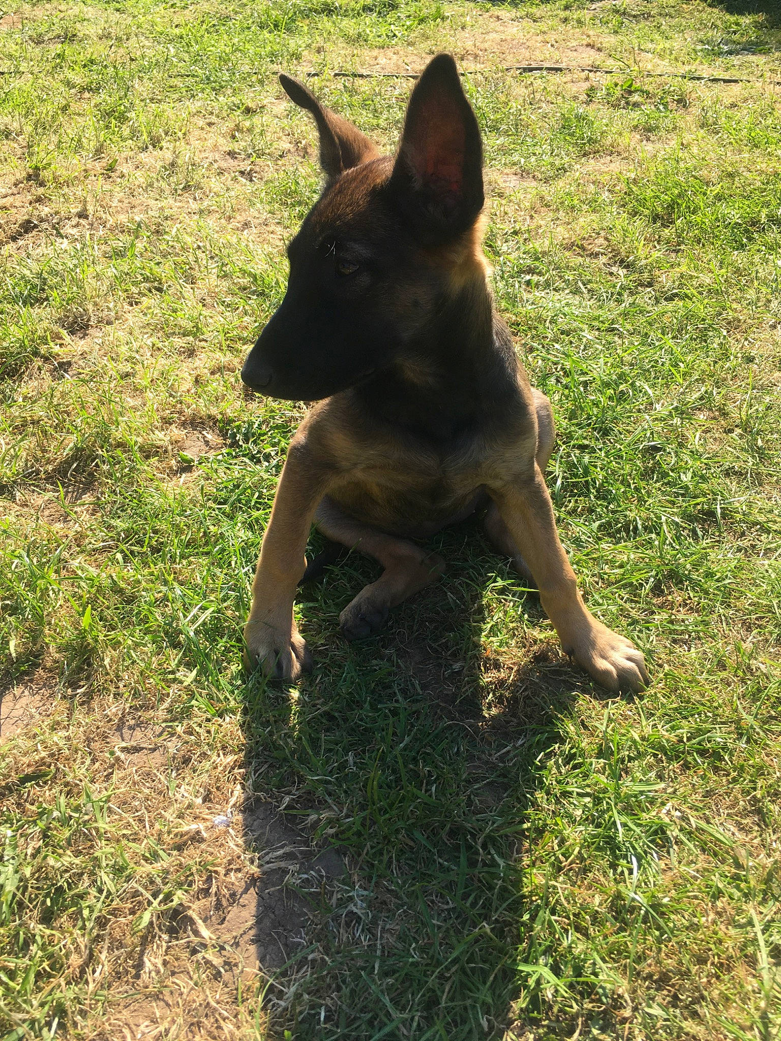 Nessa a rejoint le concours — aidez-le/la à gagner de superbes lots ! australian_kelpie, belgian_shepherd_malinois, canidae, carnivore, dog, dog_breed, mammal, vertebrate