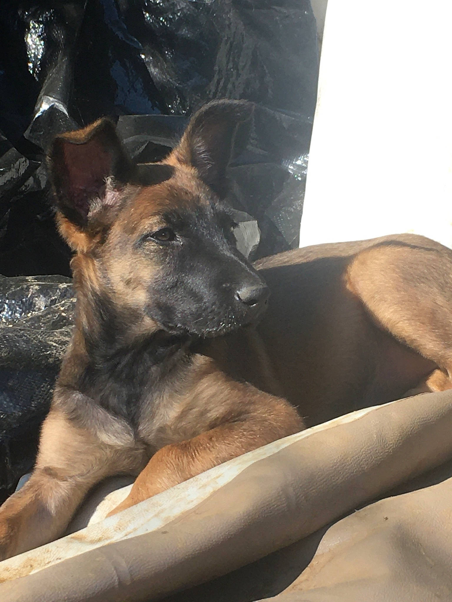 Nessa a rejoint le concours — aidez-le/la à gagner de superbes lots ! belgian_shepherd_malinois, canidae, carnivore, dog, dog_breed, ear, fawn, formosan_mountain_dog, german_shepherd_dog, mammal, snout, vertebrate