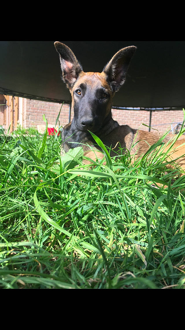 Nessa participe au concours pour gagner de l'argent avec cette photo : canidae, carnivore, dog, dog_breed, fawn, grass, grass_family, mammal, plant, snout, vertebrate