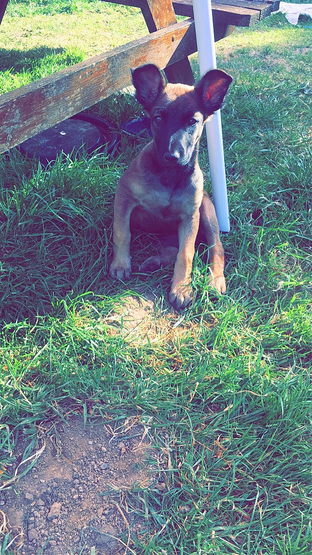 Nessa participe au concours pour gagner de l'argent avec cette photo : canidae, carnivore, dog, dog_breed, fawn, feist, grass, hunting_dog, mammal, treeing_feist