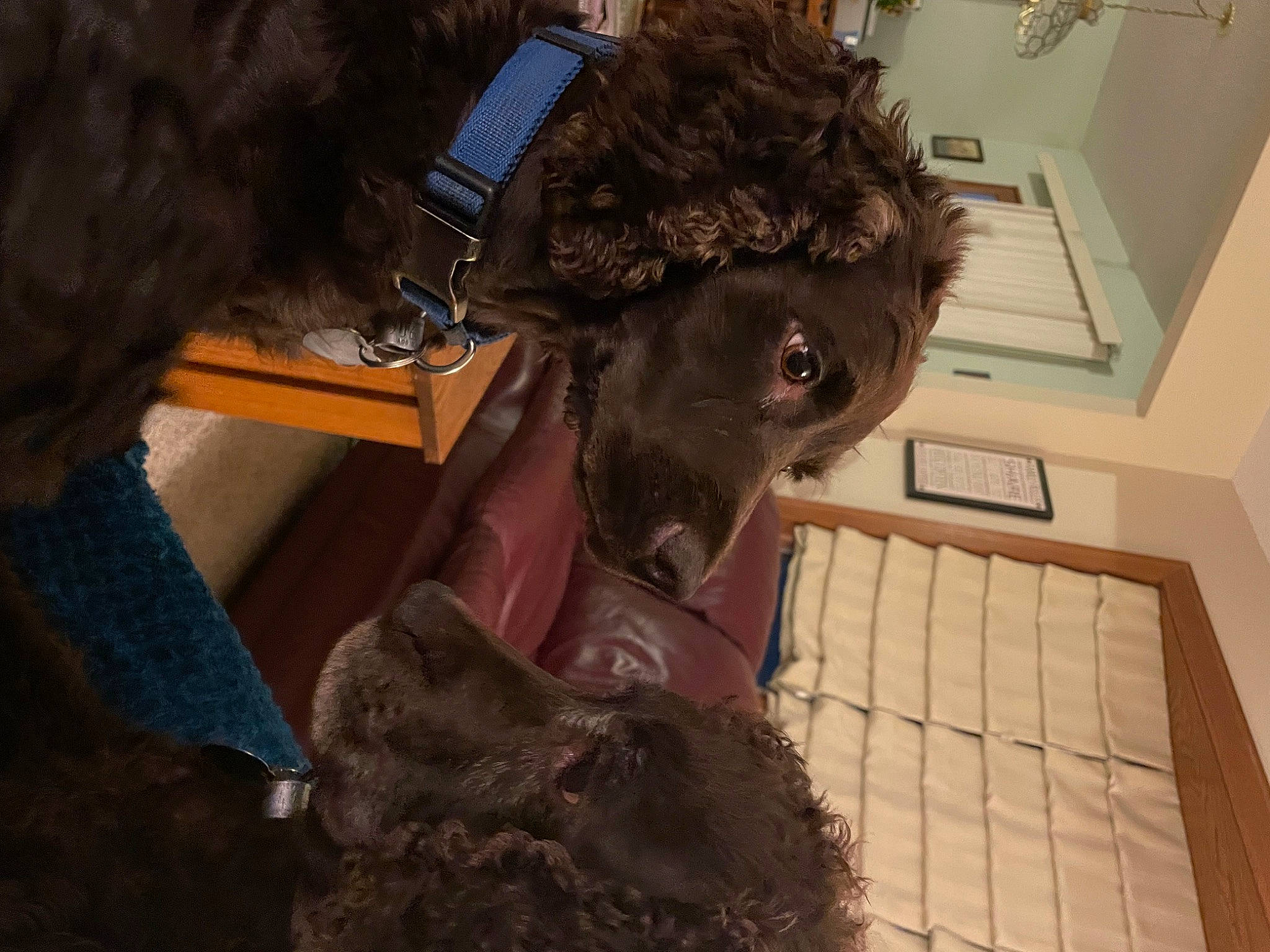 Bellamy is registered to the contest to win money with this photo: canidae, carnivore, companion_dog, dog, dog_breed, fashion_design, fawn, felidae, flooring, fur, fur_clothing, liver, non_sporting_group, small_to_medium_sized_cats, snout, sporting_group, toy, toy_dog, whiskers, working_animal