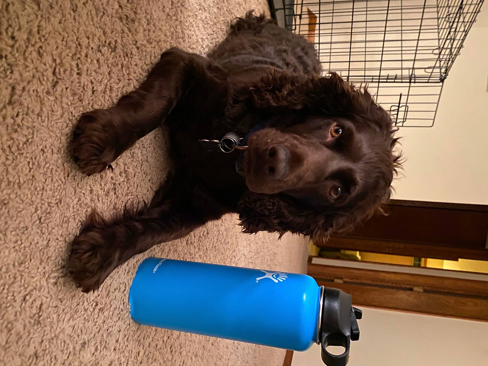 Bellamy joined the competition — help win amazing prizes! ball, canidae, carnivore, collar, companion_dog, dog, dog_breed, dog_collar, dog_supply, electric_blue, fawn, fur, leash, liver, pet_supply, plastic_bottle, spaniel, sporting_group, water_bottle, working_animal