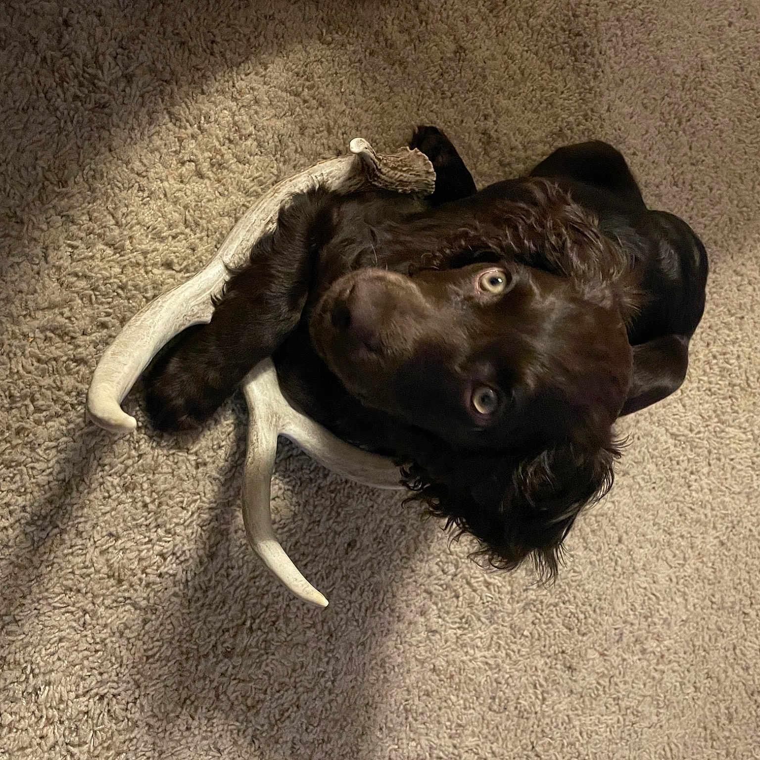 Ripley
