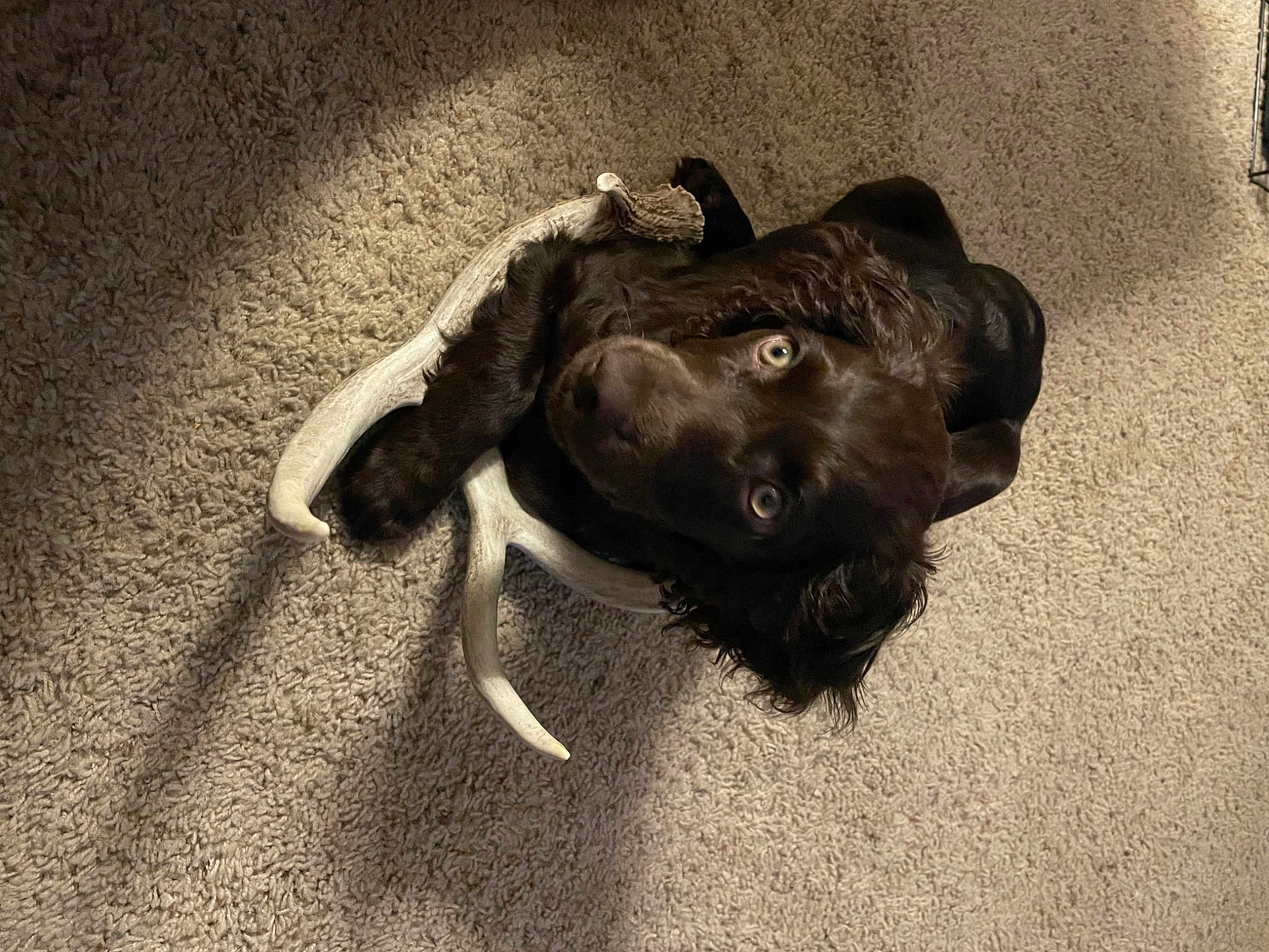 Ripley