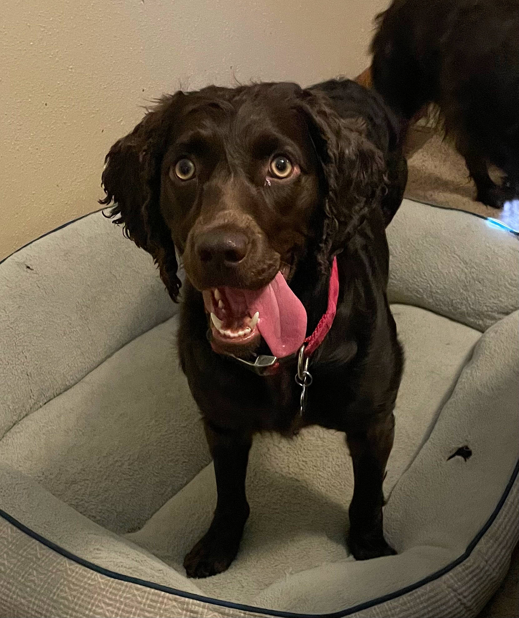 Ripley is registered to the contest to win money with this photo: borador, canidae, carnivore, collar, companion_dog, dog, dog_breed, dog_collar, fur, gun_dog, head, hunting_dog, leash, liver, metal, retriever, snout, sporting_group, whiskers, working_animal