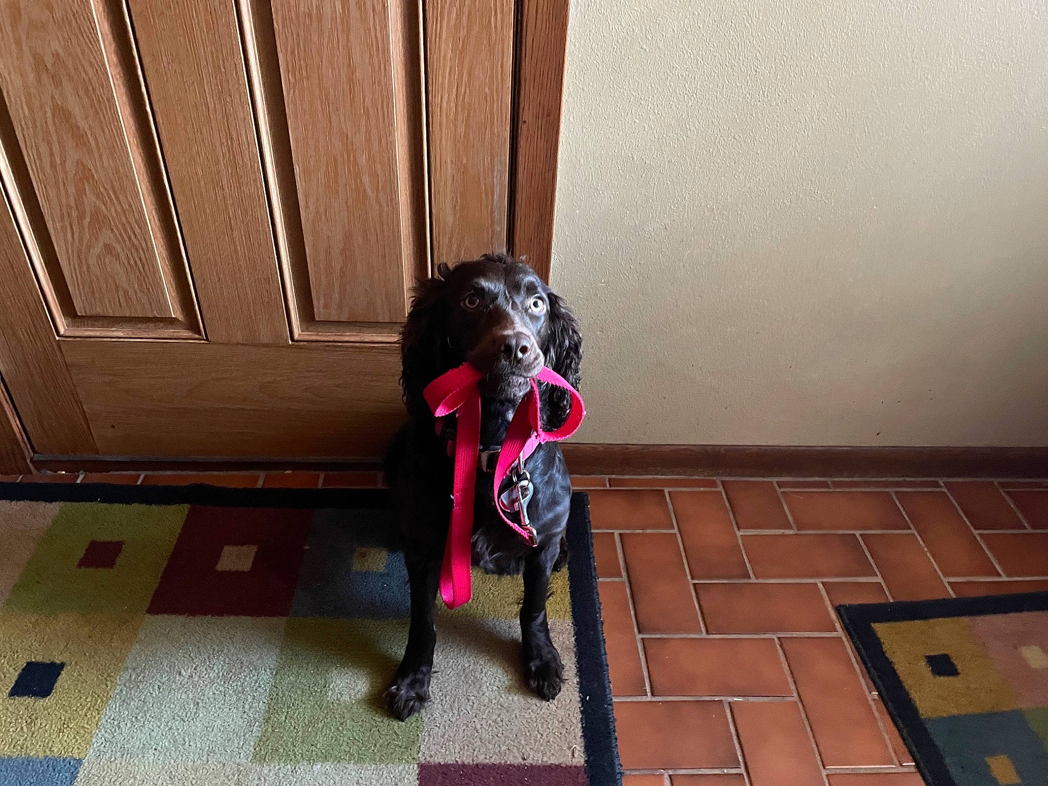 Ripley joined the competition — help win amazing prizes! canidae, carmine, carnivore, companion_dog, dog_breed, fawn, felidae, floor, flooring, hardwood, magenta, pet_supply, room, shadow, small_to_medium_sized_cats, snout, sporting_group, tail, tints_and_shades, wood