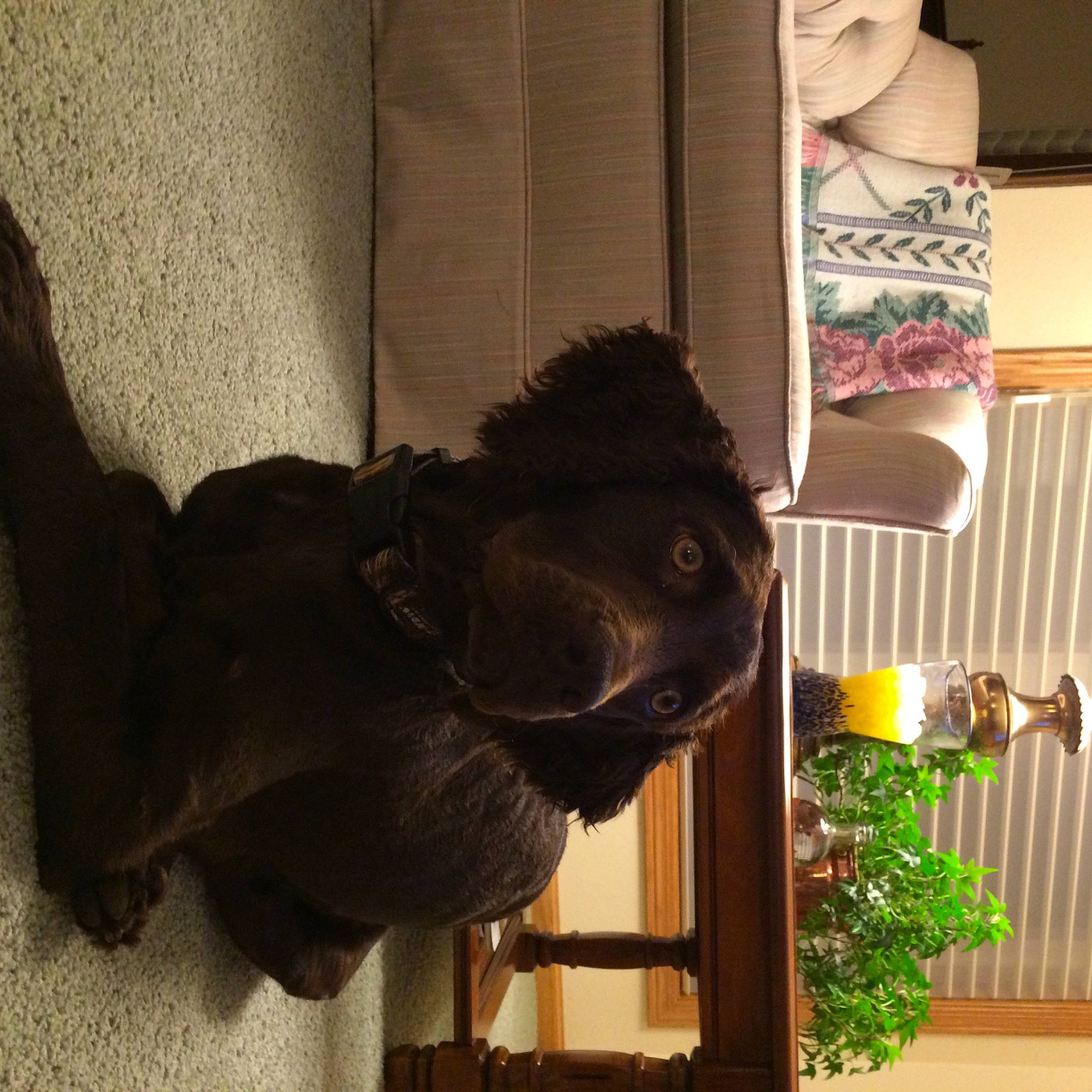 Oakley joined the competition — help win amazing prizes! canidae, carnivore, companion_dog, dog, dog_breed, felidae, fur, houseplant, liver, plant, room, small_to_medium_sized_cats, snout, sporting_group, tail, terrestrial_animal, tints_and_shades, window, wood, working_animal