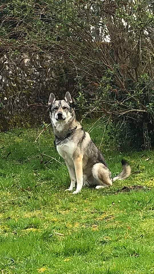 Milou participe au concours pour gagner de l'argent avec cette photo : alaskan_klee_kai, ancient_dog_breeds, canidae, canis, carnivore, companion_dog, dog, dog_breed, grass, non_sporting_group, plant, siberian_husky, sled_dog, sulimov_dog, tail, terrestrial_animal, tree, wolf, working_animal, working_dog