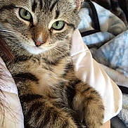 Blake joined the competition — help win amazing prizes! cat, tabby, green_eyes, close_up, feline, pet, animal, fur, whiskers, ears, paws, domestic_cat, relaxed, indoor, blanket, comfort, soft_texture, cute, cozy, resting