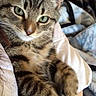cat, tabby, green_eyes, close_up, feline, pet, animal, fur, whiskers, ears, paws, domestic_cat, relaxed, indoor, blanket, comfort, soft_texture, cute, cozy, resting