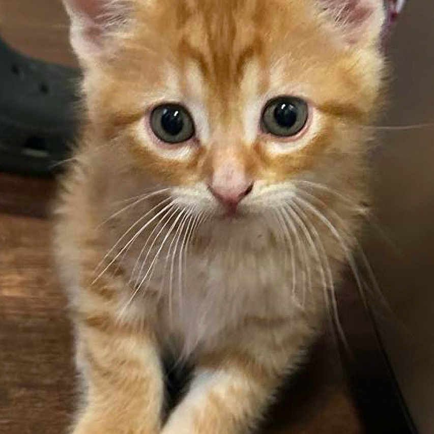 Lakoda joined the competition — help win amazing prizes! adorable, animal, cat, close_up, curious, cute, domestic, ears, feline, floor, fur, indoor, kitten, mammal, orange_tabby, paws, pet, small, whiskers, young