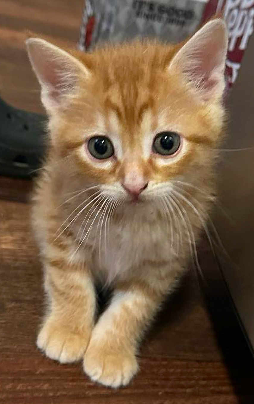 Lakoda joined the competition — help win amazing prizes! adorable, animal, cat, close_up, curious, cute, domestic, ears, feline, floor, fur, indoor, kitten, mammal, orange_tabby, paws, pet, small, whiskers, young