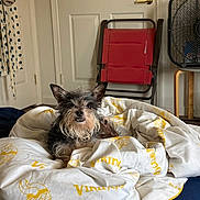 Taco is registered to the contest to win money with this photo: bed, blanket, canine, casual, chair, comfort, cozy, dog, domestic, door, fan, fur, furniture, household, indoor, pet, resting, room, sleepy, textile