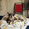 bed, blanket, canine, casual, chair, comfort, cozy, dog, domestic, door, fan, fur, furniture, household, indoor, pet, resting, room, sleepy, textile