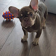 Abby participe au concours pour gagner de l'argent avec cette photo : french_bulldog, puppy, dog, pet, indoor, wooden_floor, toy, pet_bed, curious, ears, brown_coat, white_paws, looking_up, young_dog, canine, companion_animal, domestic_animal, floor, playful, cute