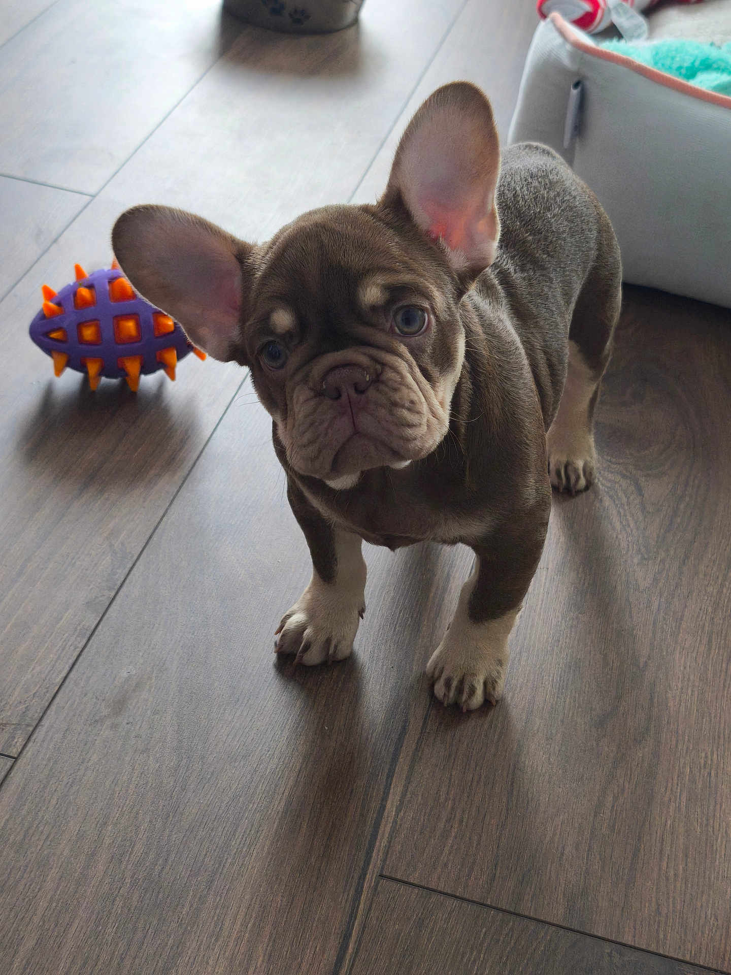 Abby participe au concours pour gagner de l'argent avec cette photo : french_bulldog, puppy, dog, pet, indoor, wooden_floor, toy, pet_bed, curious, ears, brown_coat, white_paws, looking_up, young_dog, canine, companion_animal, domestic_animal, floor, playful, cute