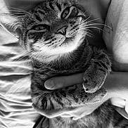 Charlie is registered to the contest to win money with this photo: cat, tabby, pet, animal, feline, whiskers, paws, fur, cute, relaxed, bed, blanket, hand, holding, black_and_white, portrait, domestic_animal, sleepy, close_up, snuggle