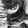 cat, tabby, pet, animal, feline, whiskers, paws, fur, cute, relaxed, bed, blanket, hand, holding, black_and_white, portrait, domestic_animal, sleepy, close_up, snuggle