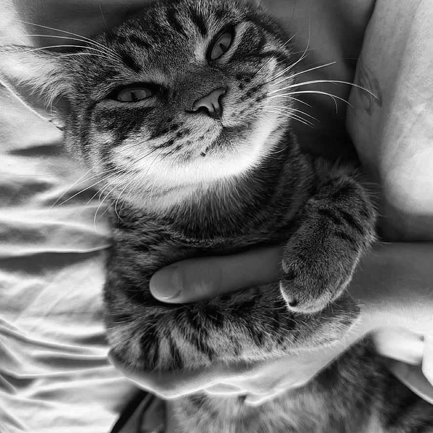 Charlie is registered to the contest to win money with this photo: animal, bed, black_and_white, blanket, cat, close_up, cute, domestic_animal, feline, fur, hand, holding, paws, pet, portrait, relaxed, sleepy, snuggle, tabby, whiskers