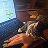 Ponyo joined the competition — help win amazing prizes! cat, tabby_cat, hand, laptop, keyboard, nails, long_nails, indoor, wooden_table, relaxed, resting_cat, technology, screen, workstation, cozy, feline, pet, computer, person, arm