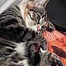 Ponyo is registered to the contest to win money with this photo: cat, tabby, pet, feline, close_up, fur, whiskers, paw, pink_nose, indoor, blanket, orange, pattern, resting, relaxed, cute, animal, sleepy, domestic, portrait