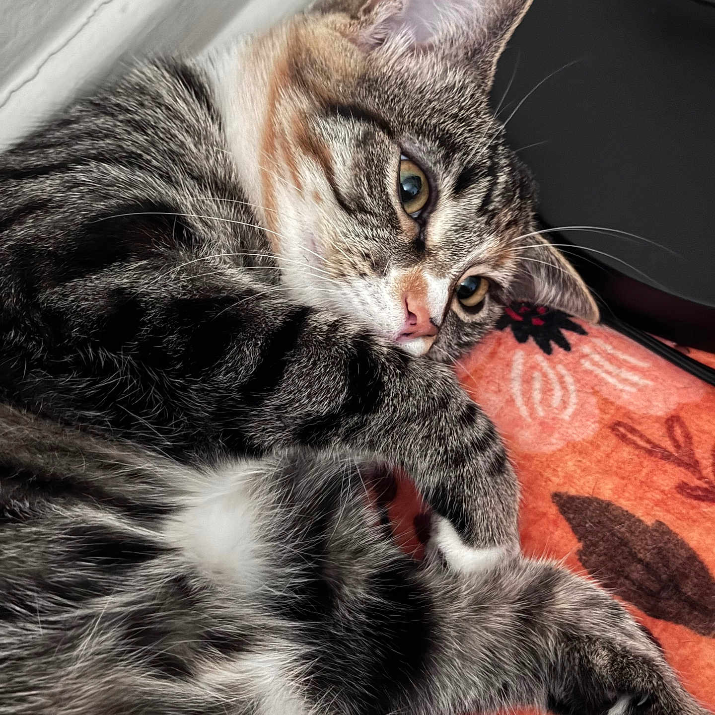 Ponyo is registered to the contest to win money with this photo: cat, tabby, pet, feline, close_up, fur, whiskers, paw, pink_nose, indoor, blanket, orange, pattern, resting, relaxed, cute, animal, sleepy, domestic, portrait