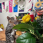 Ponyo is registered to the contest to win money with this photo: cat, tabby_cat, flower, yellow_rose, bouquet, table, wooden_table, indoor, calendar, wall_art, plant, leaf, pet, curious, domestic_animal, feline, sniffing, close_up, colorful, decor
