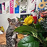 cat, tabby_cat, flower, yellow_rose, bouquet, table, wooden_table, indoor, calendar, wall_art, plant, leaf, pet, curious, domestic_animal, feline, sniffing, close_up, colorful, decor
