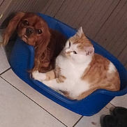 Lotus a rejoint le concours — aidez-le/la à gagner de superbes lots ! animal, blue_bed, brown_dog, cat, close_together, companionship, cozy, cute, dog, domestic_animal, floor_tiles, friendship, furry, indoor, pet_bed, relaxed, resting, small_dog, tile_floor, white_orange_cat