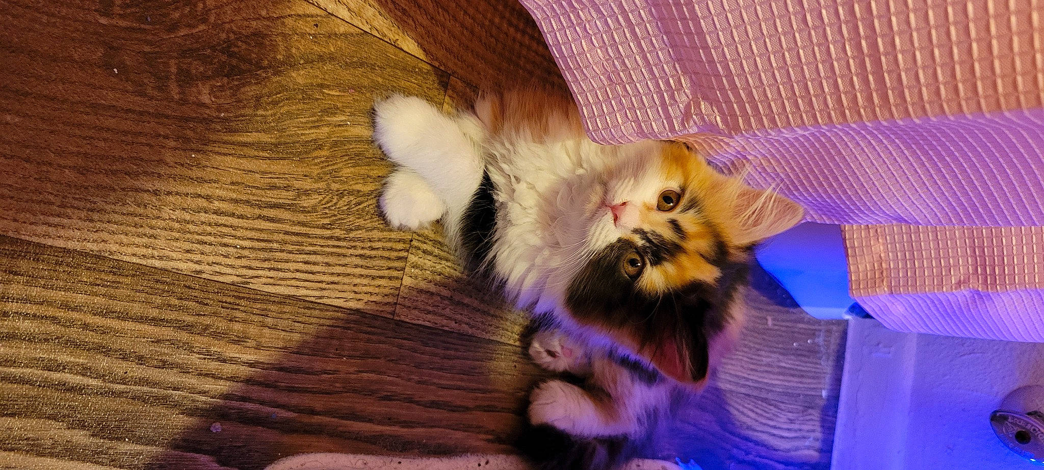 Venus joined the competition — help win amazing prizes! carnivore, cat, claw, comfort, companion_dog, domestic_short_haired_cat, fawn, felidae, flooring, fur, hardwood, musical_instrument, paw, small_to_medium_sized_cats, tail, varnish, whiskers, wood, wood_flooring, wood_stain