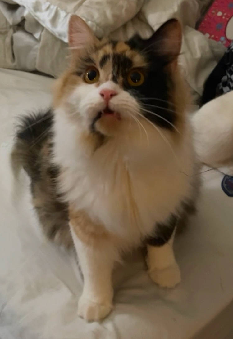 Venus is registered to the contest to win money with this photo: british_longhair, carnivore, cat, claw, couch, domestic_short_haired_cat, fawn, felidae, flooring, foot, fur, paw, sitting, small_to_medium_sized_cats, snout, tail, terrestrial_animal, whiskers