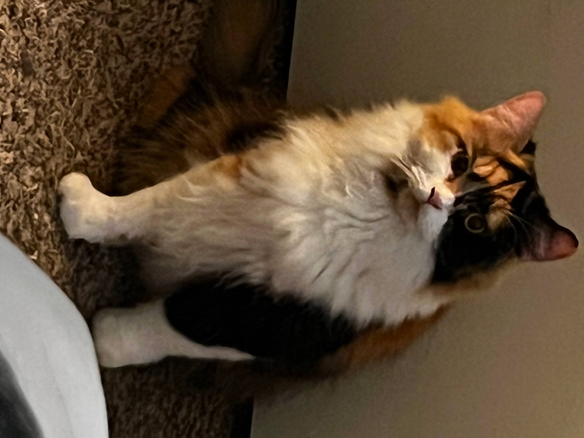 Venus is registered to the contest to win money with this photo: box, carnivore, cat, claw, comfort, companion_dog, dog_breed, fang, fawn, felidae, fur, natural_material, paw, small_to_medium_sized_cats, snout, tail, terrestrial_animal, whiskers, wood