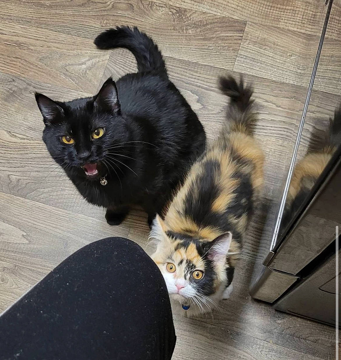 Fuzz is registered to the contest to win money with this photo: carnivore, cat, claw, domestic_short_haired_cat, felidae, foot, fur, grey, paw, plant, shadow, sitting, small_to_medium_sized_cats, snout, tail, tints_and_shades, vertebrate, whiskers, window, wood