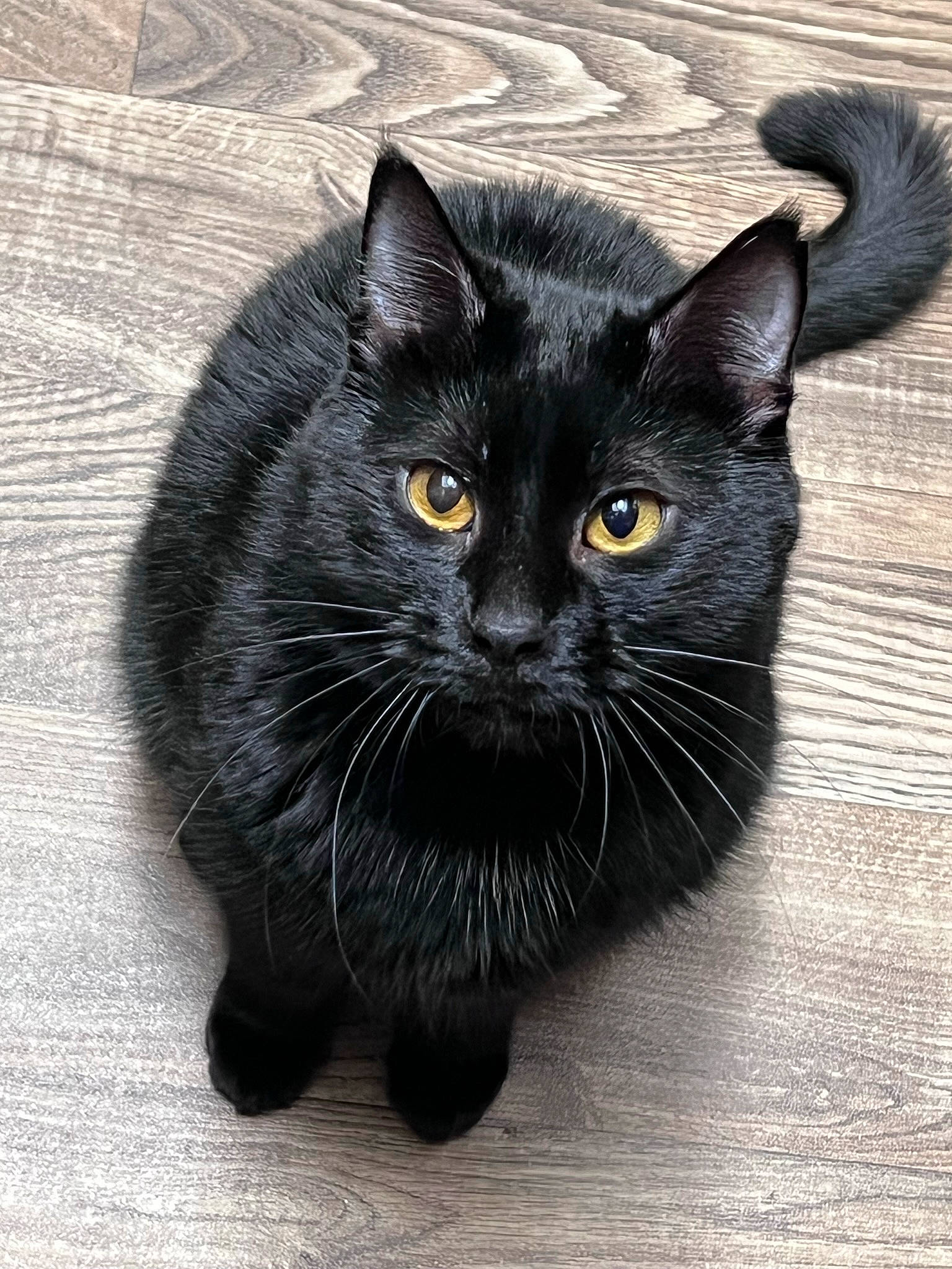 Fuzz joined the competition — help win amazing prizes! black_cat, bombay, carnivore, cat, claw, domestic_short_haired_cat, eye, felidae, fur, grey, monochrome_photography, small_to_medium_sized_cats, snout, tail, terrestrial_animal, whiskers, window, wood