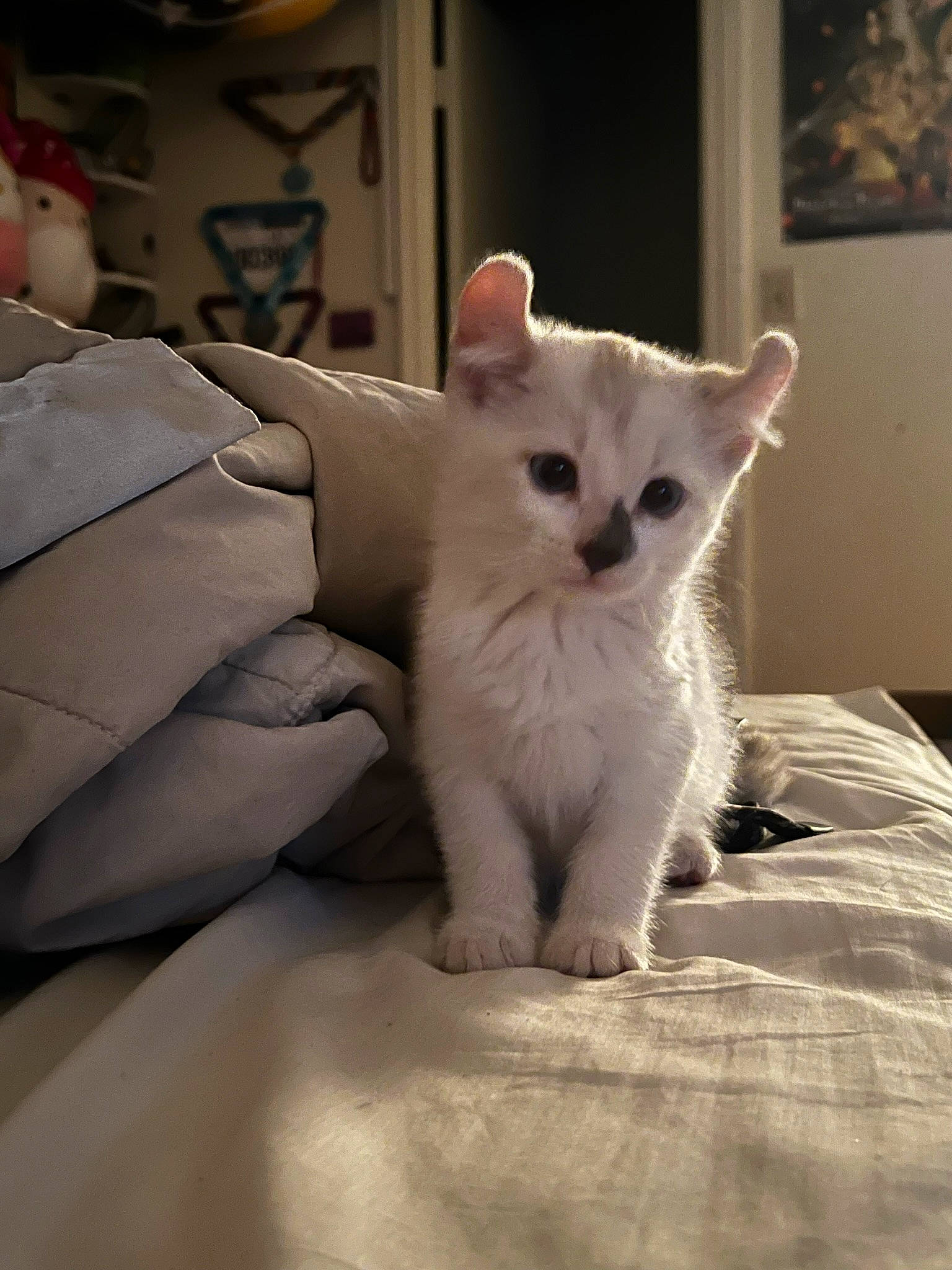 Boo is registered to the contest to win money with this photo: carnivore, cat, claw, comfort, domestic_short_haired_cat, fawn, felidae, fur, paw, picture_frame, small_to_medium_sized_cats, tail, terrestrial_animal, whiskers