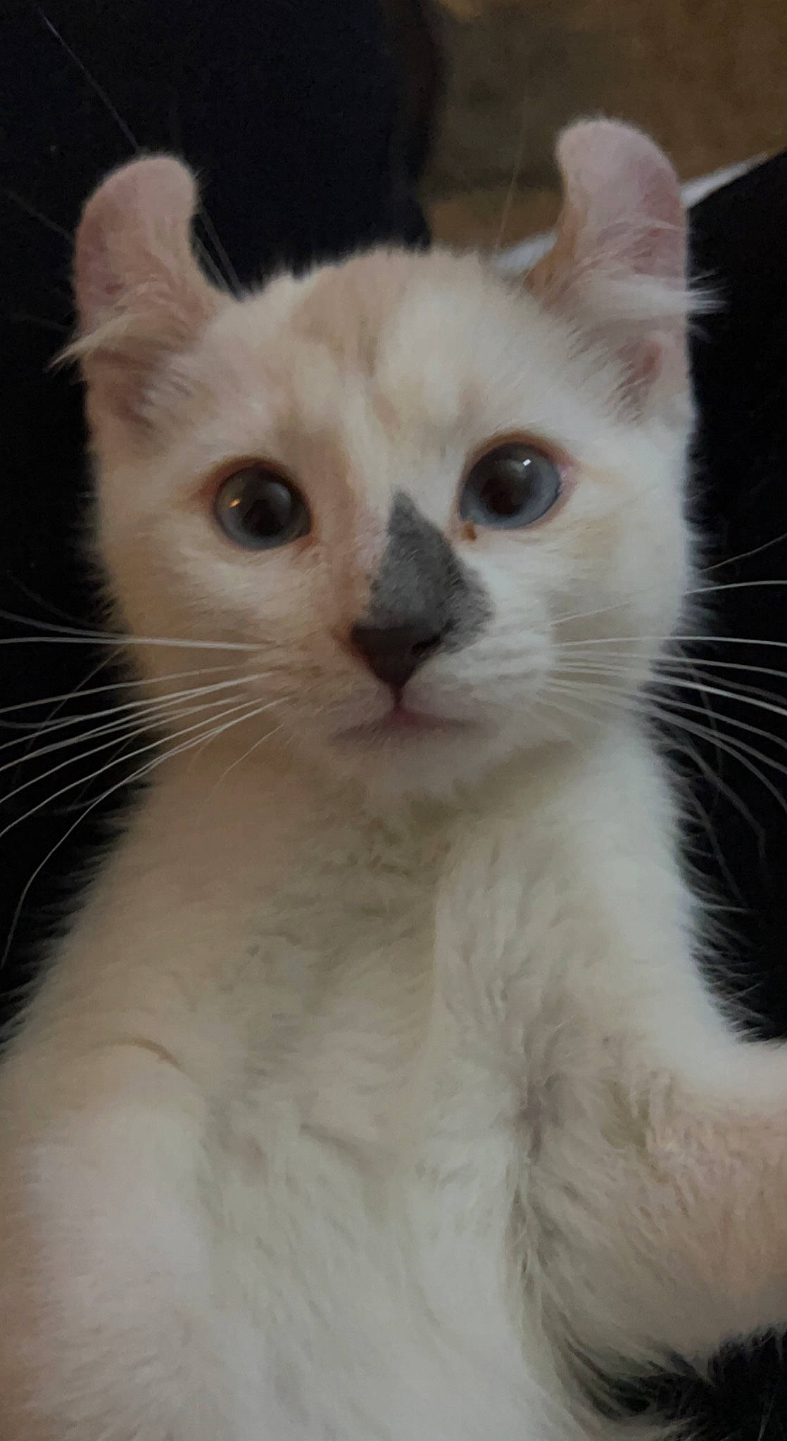 Boo joined the competition — help win amazing prizes! carnivore, cat, domestic_short_haired_cat, ear, eye, fawn, felidae, fur, no_expression, small_to_medium_sized_cats, snout, tail, terrestrial_animal, whiskers