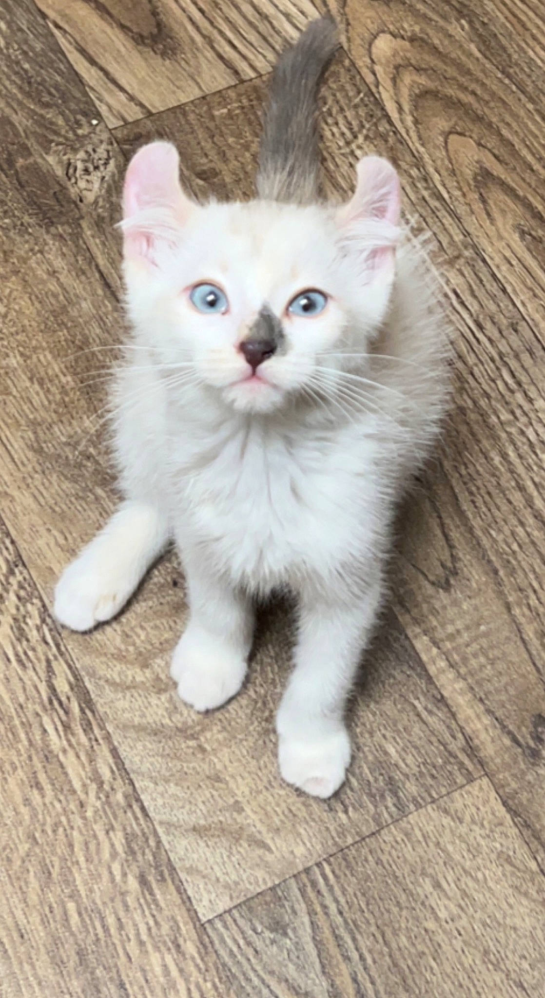 Boo joined the competition — help win amazing prizes! carnivore, cat, claw, domestic_short_haired_cat, felidae, flooring, foot, fur, hardwood, paw, sitting, small_to_medium_sized_cats, snout, tail, whiskers, wood