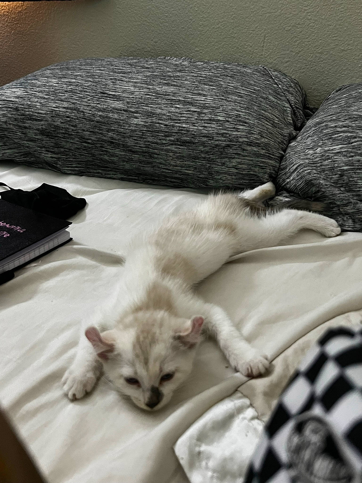 Boo joined the competition — help win amazing prizes! bedding, blanket, carnivore, cat, comfort, domestic_short_haired_cat, felidae, flooring, fur, grey, linens, nap, paw, room, small_to_medium_sized_cats, tail, textile, whiskers, wood, wool