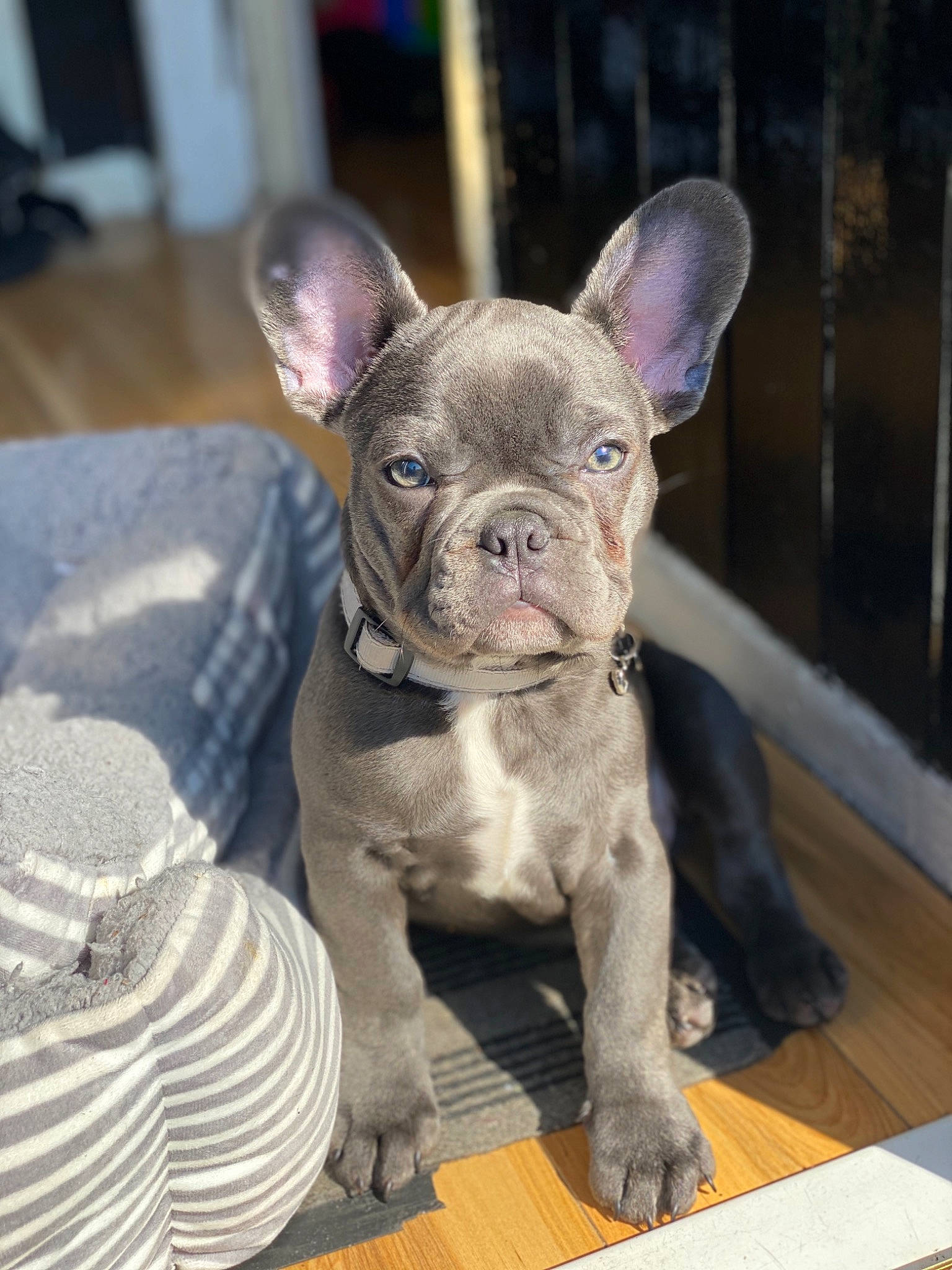 Fury is registered to the contest to win money with this photo: american_bulldog, ancient_dog_breeds, bulldog, canidae, carnivore, companion_dog, dog, dog_breed, ear, fawn, french_bulldog, mammal, molosser, non_sporting_group, olde_english_bulldogge, puppy, rare_breed_dog, snout, toy_bulldog, vertebrate