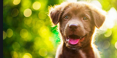 Chase is registered to the contest to win money with this photo: canidae, carnivore, close_up, companion_dog, dog, dog_breed, grass, labrador_retriever, liver, mammal, nose, photography, puppy, puppy_love, retriever, snout, sporting_group