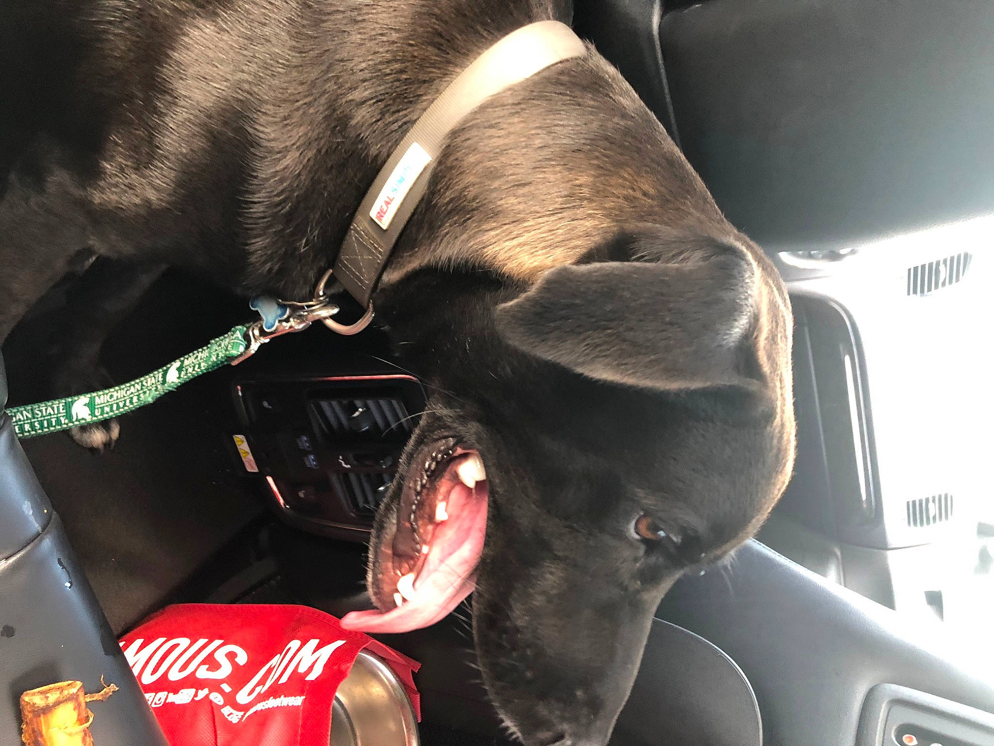 Archie joined the competition — help win amazing prizes! canidae, carnivore, collar, dog, dog_breed, dog_collar, greyhound, guard_dog, jaw, snout, sporting_group, weimaraner