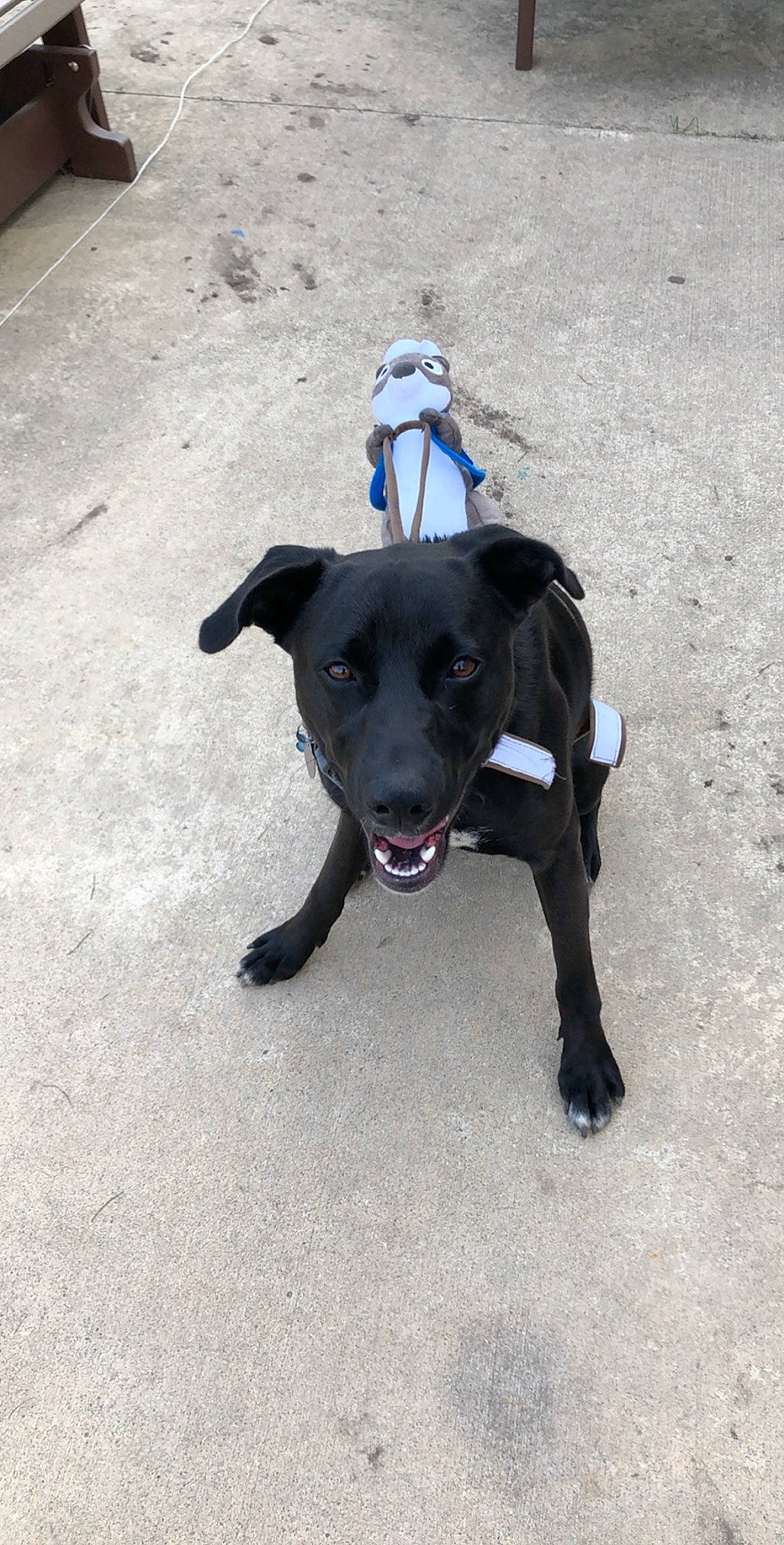 Archie is registered to the contest to win money with this photo: adventure, american_pit_bull_terrier, beagador, borador, canidae, carnivore, dog, dog_breed, fawn, formosan_mountain_dog, labrador_retriever, patterdale_terrier, pit_bull, rare_breed_dog, snout, sporting_group, staffordshire_bull_terrier, tail