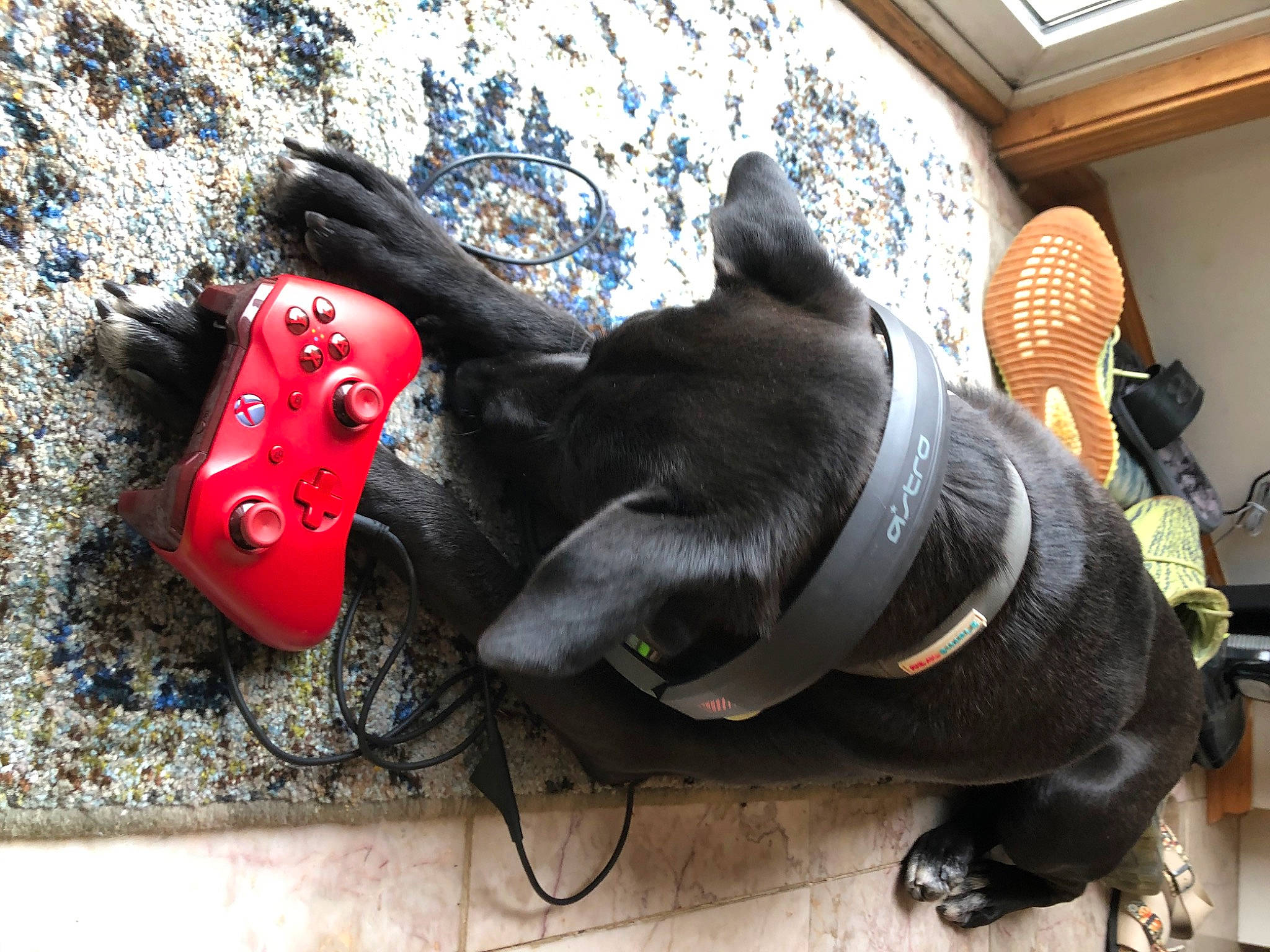 Archie joined the competition — help win amazing prizes! canidae, carnivore, companion_dog, dog, dog_breed, dog_toy, fawn, french_bulldog, leash, non_sporting_group, snout, sporting_group