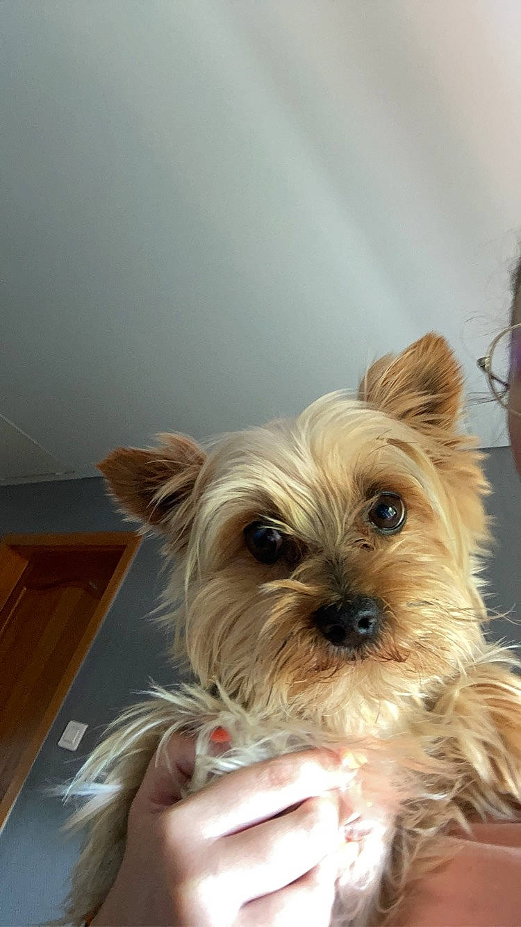 Johnny participe au concours pour gagner de l'argent avec cette photo : biewer_terrier, blond, canidae, carnivore, companion_dog, dog, dog_breed, dog_supply, fashion_accessory, fawn, fur, liver, small_terrier, snout, sporting_group, terrestrial_animal, terrier, toy_dog, working_animal, yorkshire_terrier