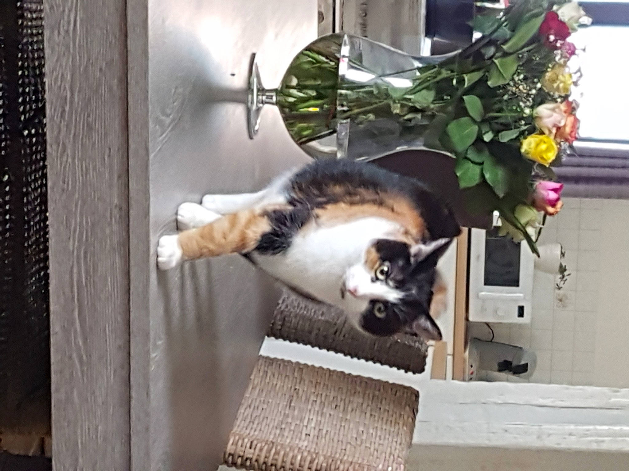 Praline participe au concours pour gagner de l'argent avec cette photo : carnivore, cat, companion_dog, domestic_short_haired_cat, felidae, flower, flower_arranging, flowerpot, fur, herb, houseplant, plant, small_to_medium_sized_cats, tail, tree, whiskers, wood